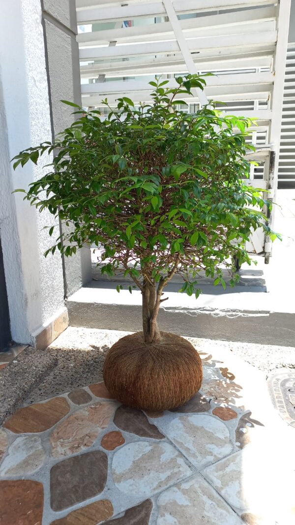 Guayacan