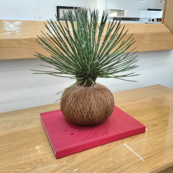 Agave