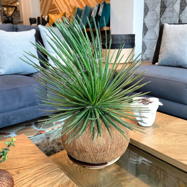 Agave